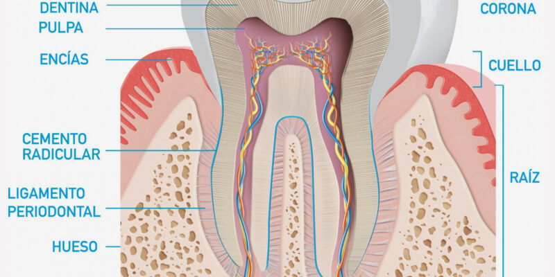 Partes de un diente